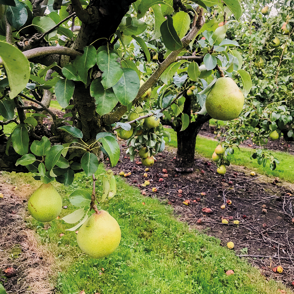 bomen vol met peren