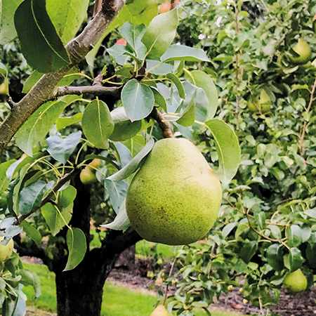 peren aan de boom