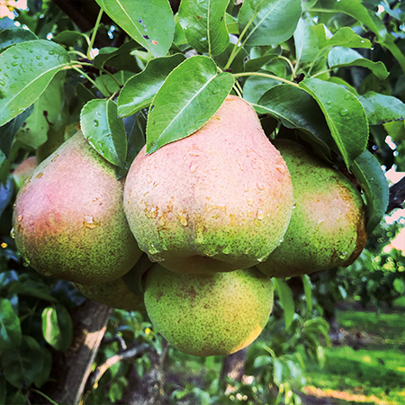 peren in baarland